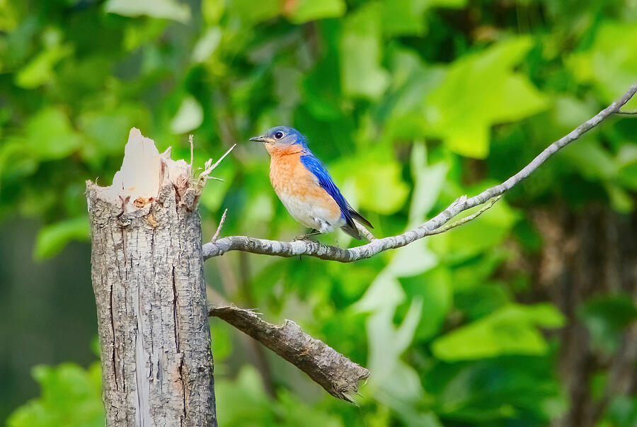 Bluebird Perch Photograph by Judy Link Cuddehe