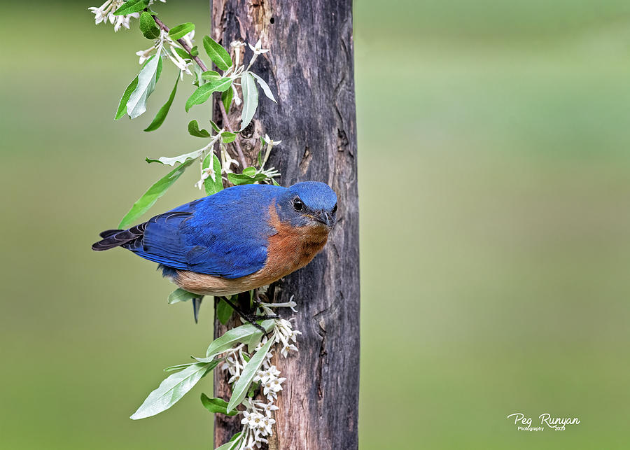 Bluebird Perch Photograph by Peg Runyan