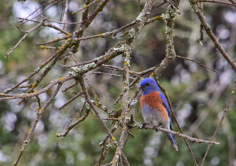 Bluebird Perch Photograph by Steph Gabler