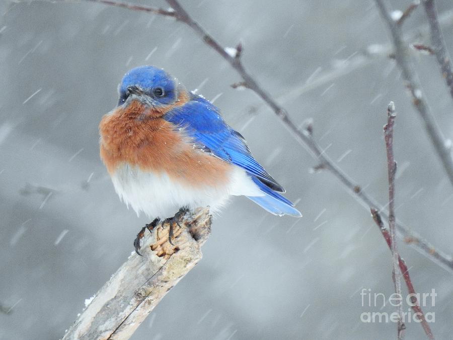 Bluebird Perched in Winter Photograph by Eunice Miller