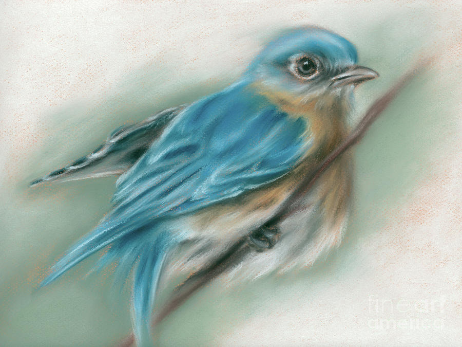 Bluebird Perched on a Twig Painting by MM Anderson