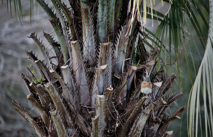 Bluebird Perched On Palm Tree Photograph by Cynthia Guinn