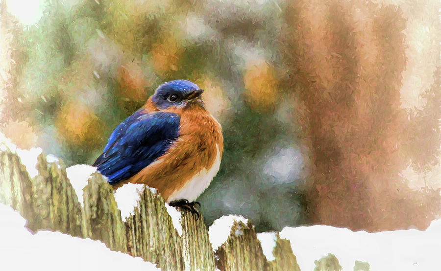 Bluebird Perched on Snowy Fence Photograph by Ola Allen