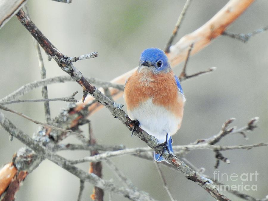 Bluebird Perched Photograph Photograph by Eunice Miller