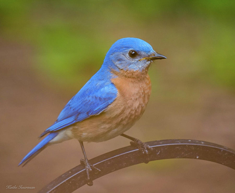 Bluebird Portrait Photograph by Kathi Isserman - Fine Art America