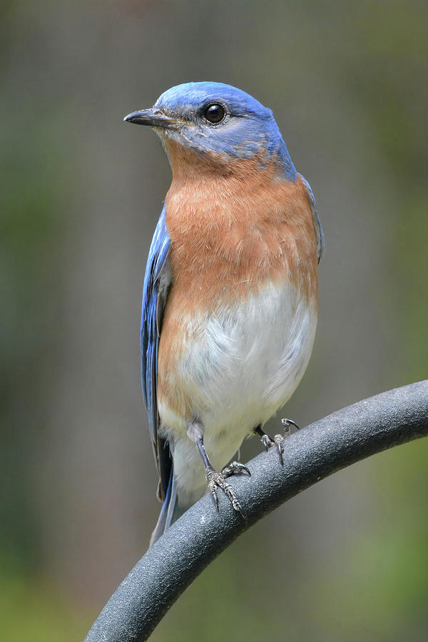 Bluebird Pose #1 Photograph by Jerry Griffin