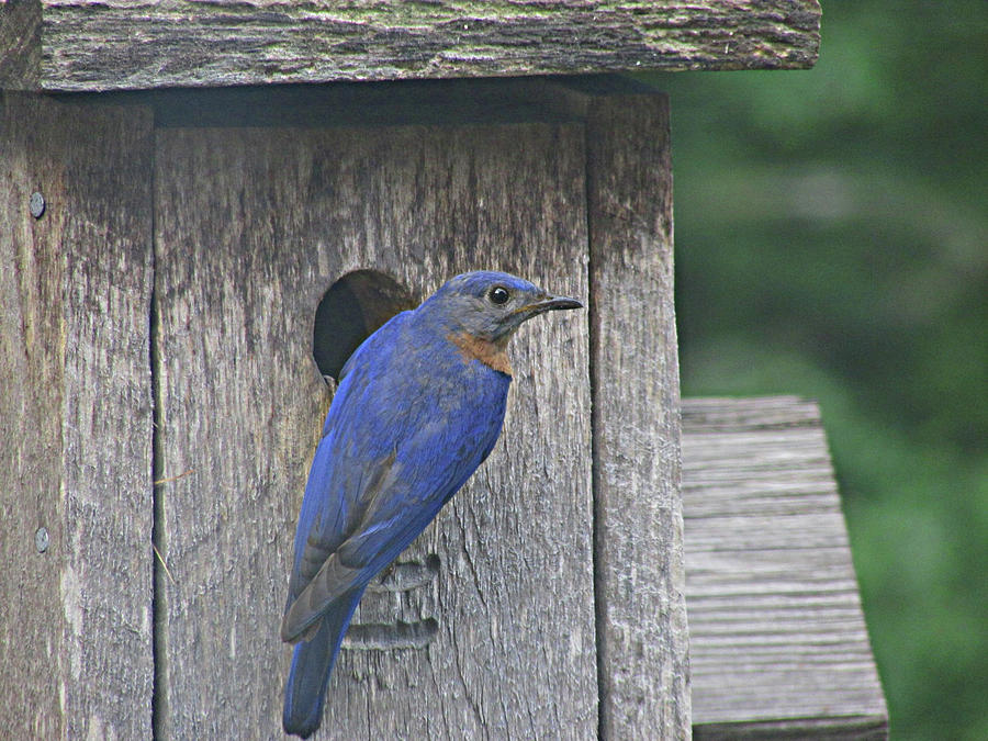 Bluebird Ready To Nest Photograph by Paul Oriente - Fine Art America