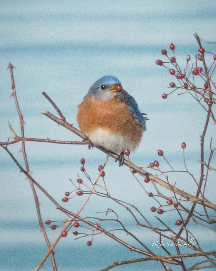 Bluebird Photograph by Rebecca Samler