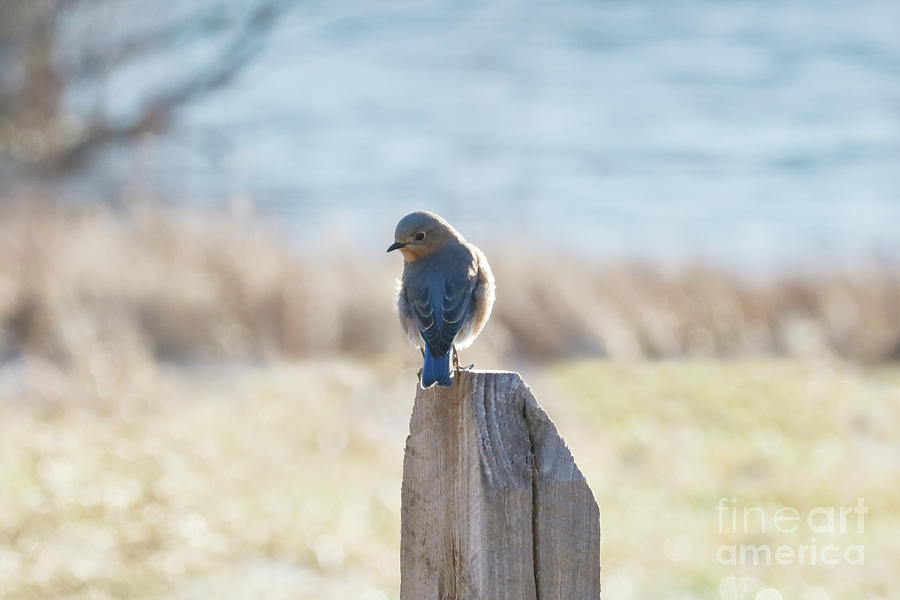 Bluebird Reflecting Photograph by Anita Oakley