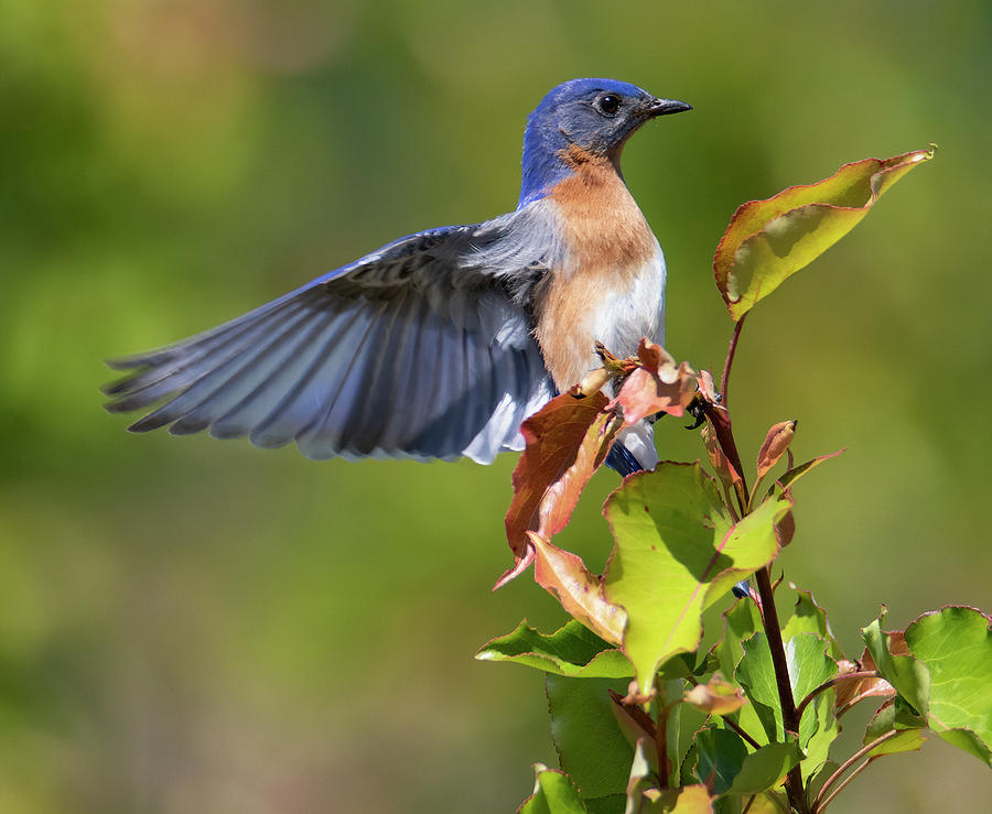 Bluebird Rising Photograph by Art Cole