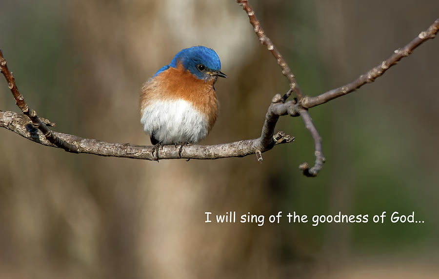Bluebird Song Photograph by Marcy Wielfaert