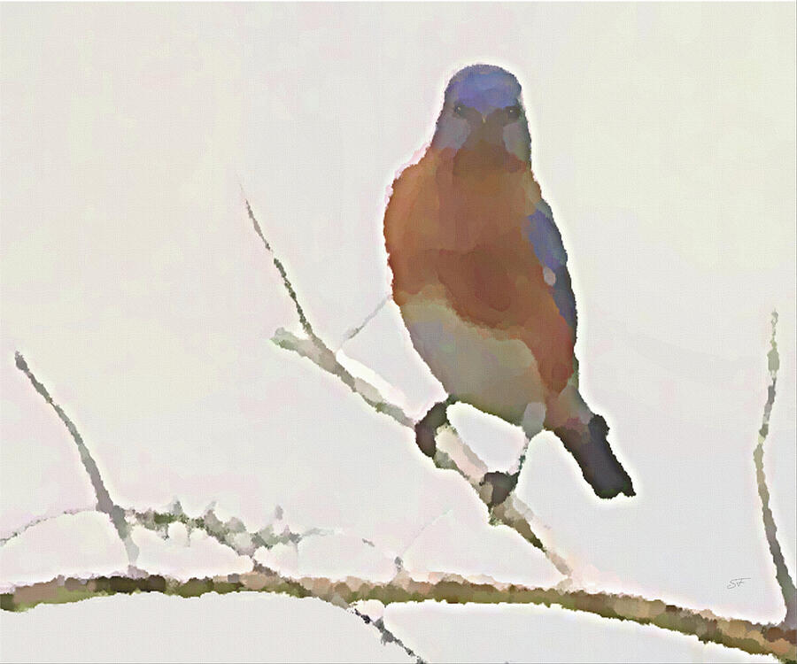 Wildlife Mixed Media - Bluebird Stare, Eastern Bluebird on a Winter Tree Branch   by Shelli Fitzpatrick