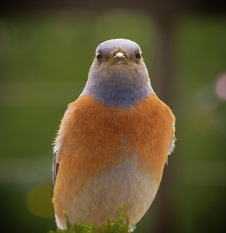 Bluebird Stare Photograph by Jean Noren