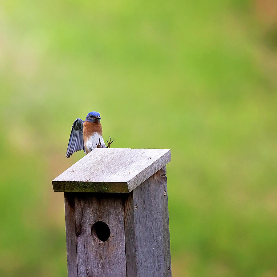 Bluebird Stops Photograph by Deborah Penland