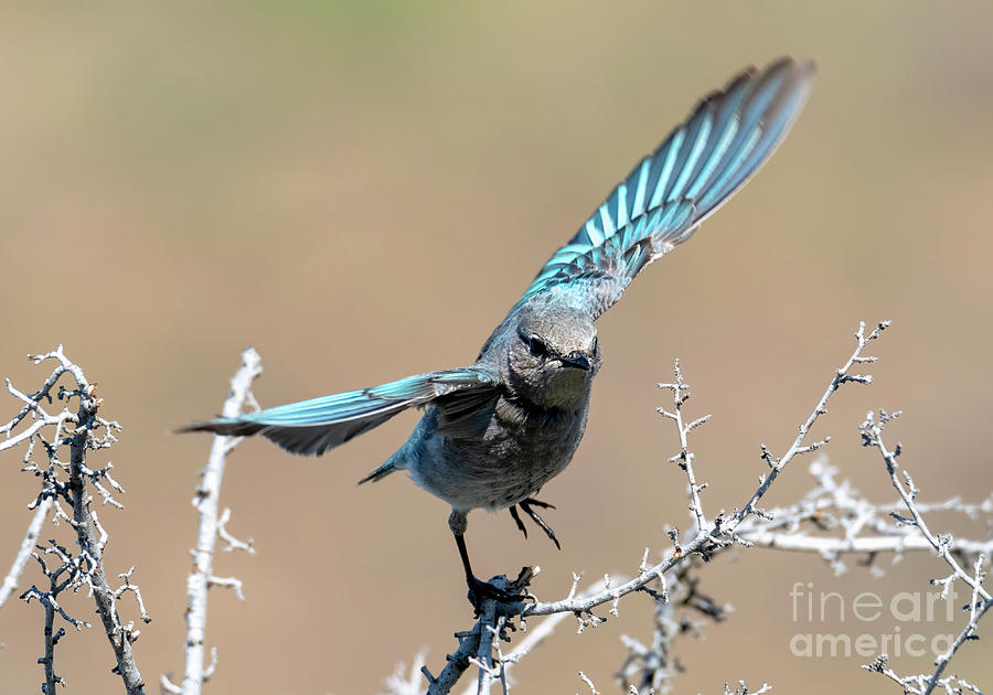 Bluebird Photograph - Bluebird Take Flight by Michael Dawson
