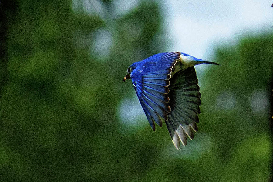 Bluebird Flying Photograph by Greer's Gallery - Fine Art America