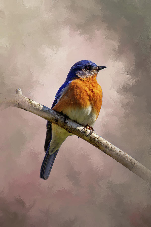 Bluebird two Digital Art by Ken Frischkorn