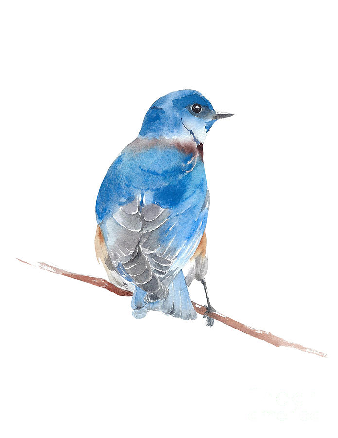 Bluebird watercolor painting art Painting by Yulia Shevchenko - Fine ...