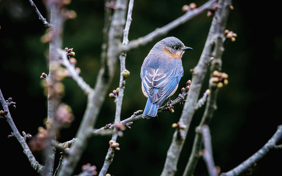 Bluebird with Budding Branches Photograph by Rachel Morrison