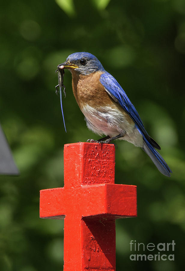 Bluebird With Skink Two Photograph by Douglas Stucky