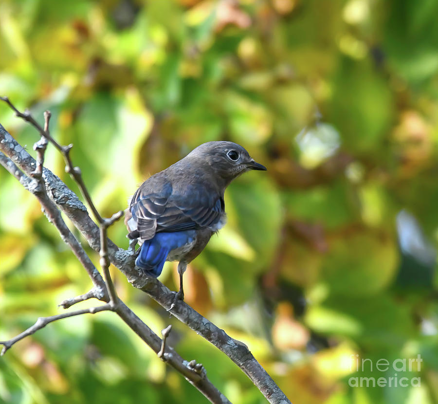 Bluebird Youngster in Autumn Photograph by Kerri Farley