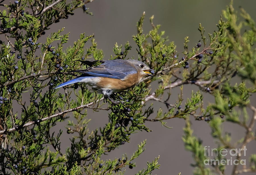 Bluebird0104223 Photograph by Douglas Stucky