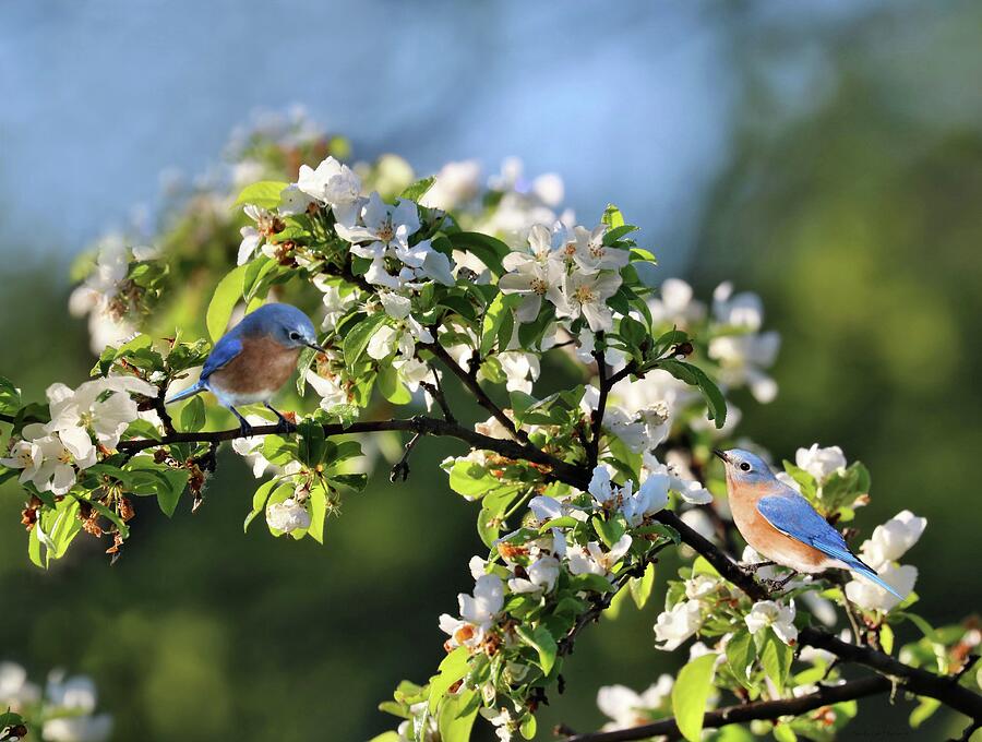 Bluebirds and Apple Blossoms Photograph by Sandra Huston