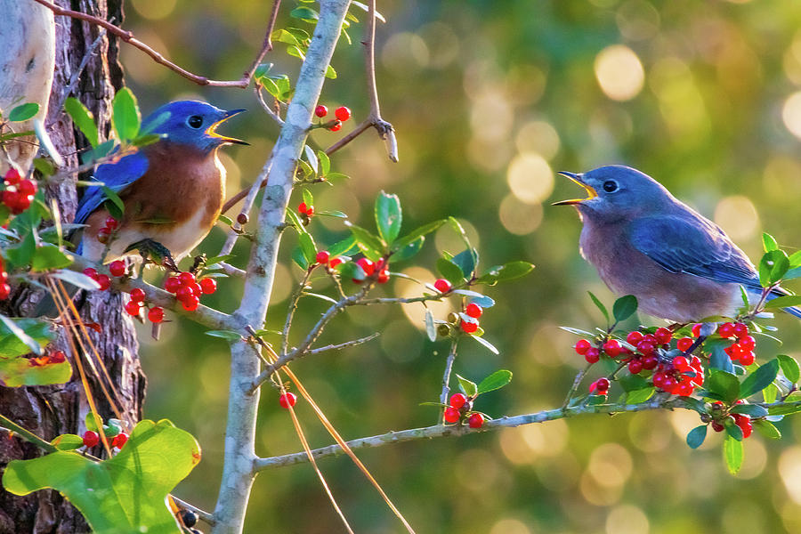 Bluebirds and Berries Photograph by Kylie Jeffords - Fine Art America