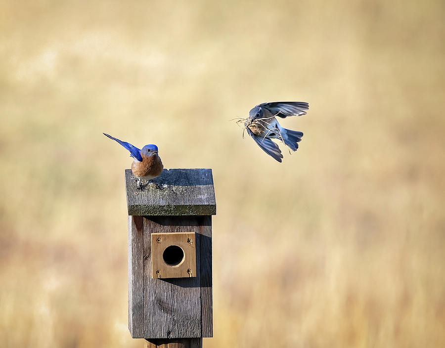 Bluebirds Bring Nesting Photograph by Deborah Penland - Fine Art America