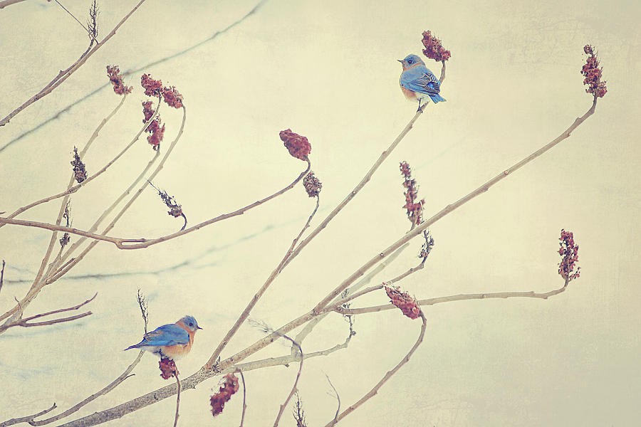 Winter Photograph - Bluebirds by Carrie Ann Grippo-Pike