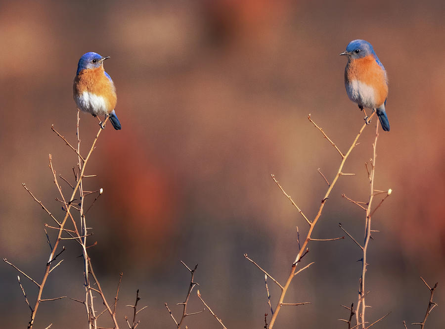 Bluebirds Chat in Late Winter Photograph by William Jobes