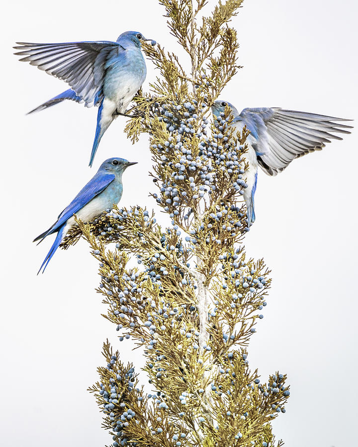 Bluebirds Feast Photograph by Janis Knight