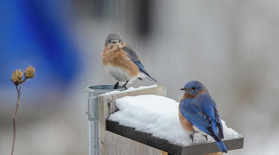 Bluebirds In Snow Photograph by Jim Cook