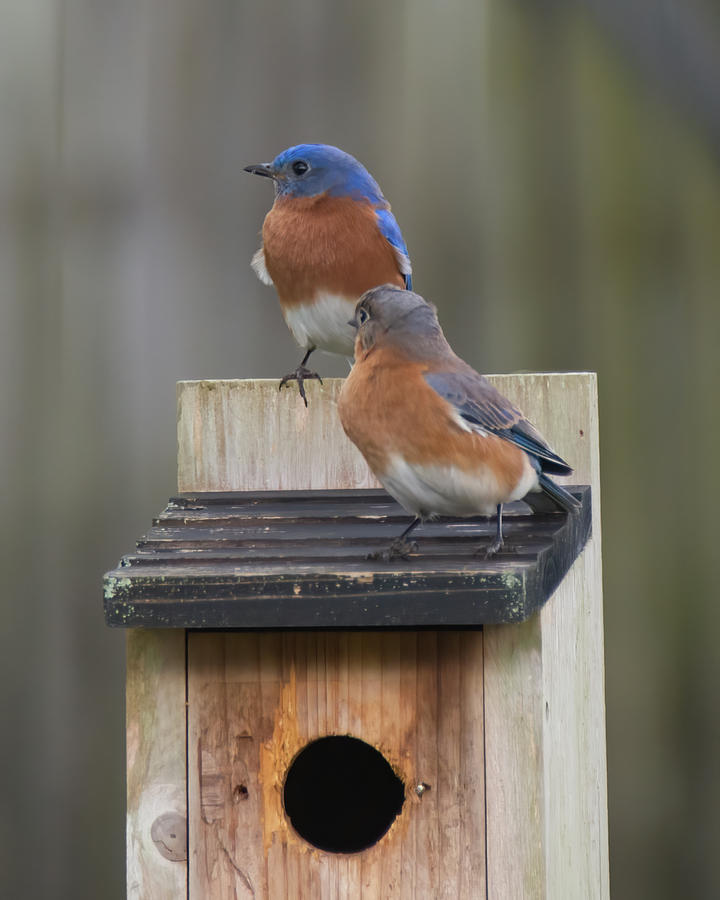 Bluebirds Photograph by John Black