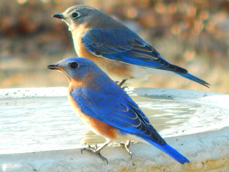 Bluebirds Photograph by Virginia White