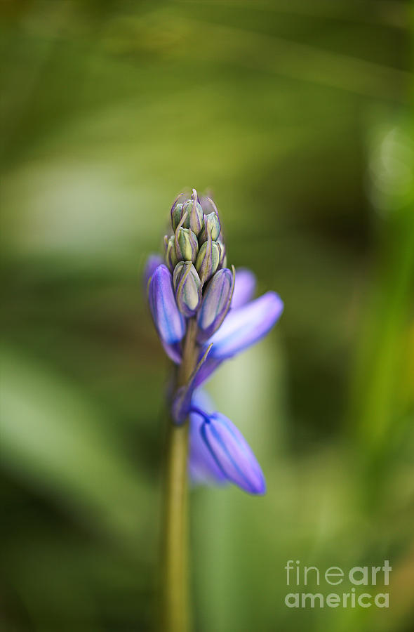 Bluebell Flower Unfolding Photograph by Joy Watson
