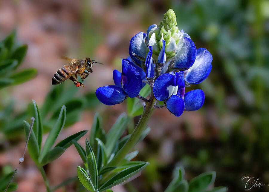 Bluebonnet and Honeybee Photograph by Cheri Freeman
