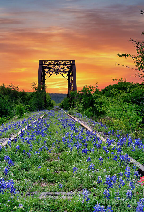 Bluebonnet at Railroad Tracks Sunrise Vertical  Photograph by Bee Creek Photography - Tod and Cynthia