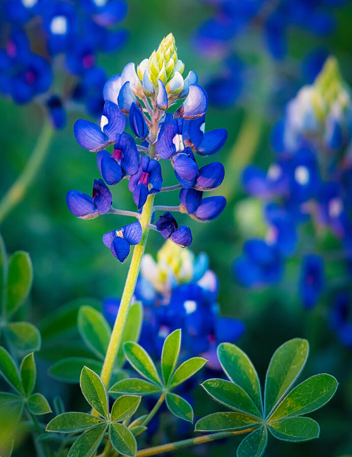 Bluebonnet Beauty Photograph by Stephen Anderson - Fine Art America