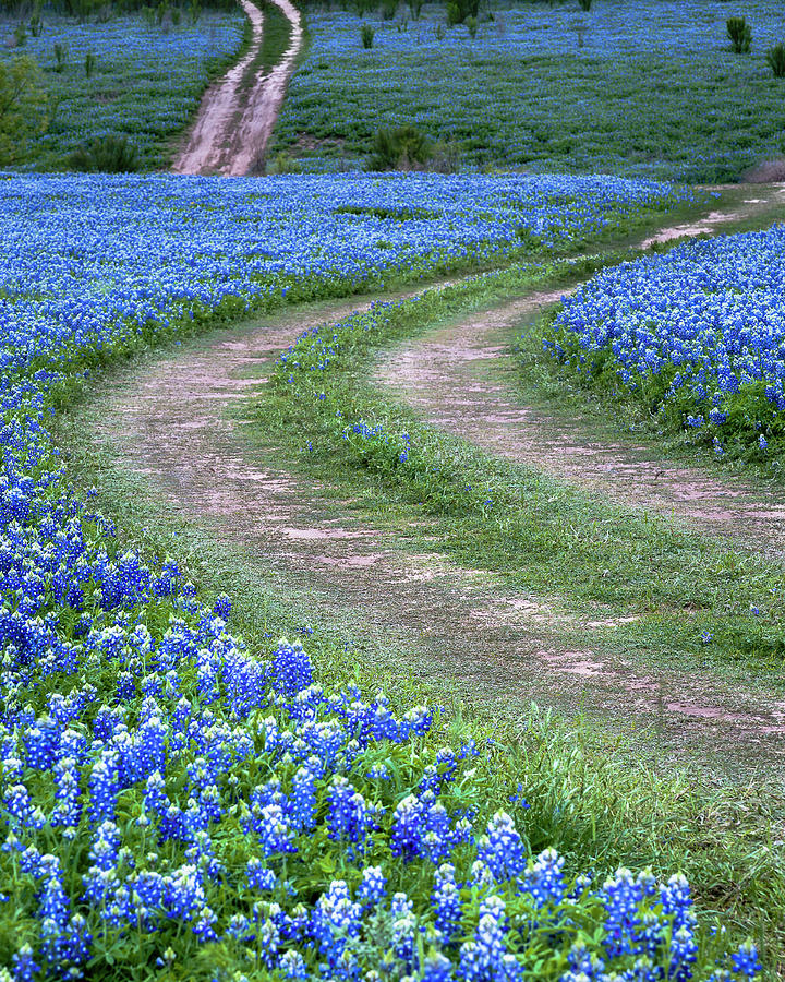 Bluebonnet Byway Photograph by Focus On Nature Photography | Fine Art ...