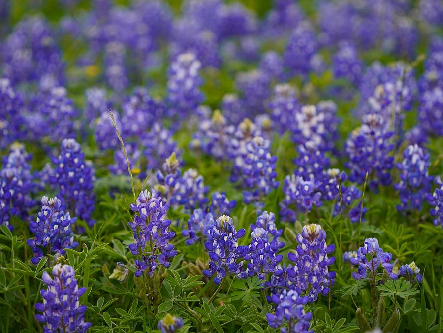 Bluebonnet closeup Photograph by Tanuja Reddy - Fine Art America