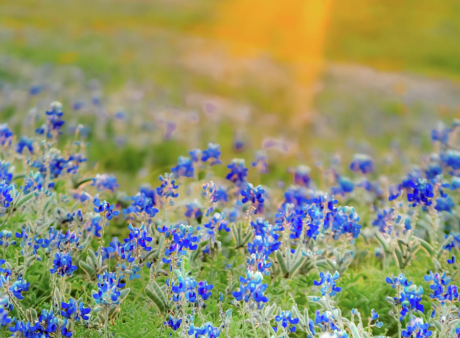 Bluebonnet Sunset Photograph by Terry Walsh