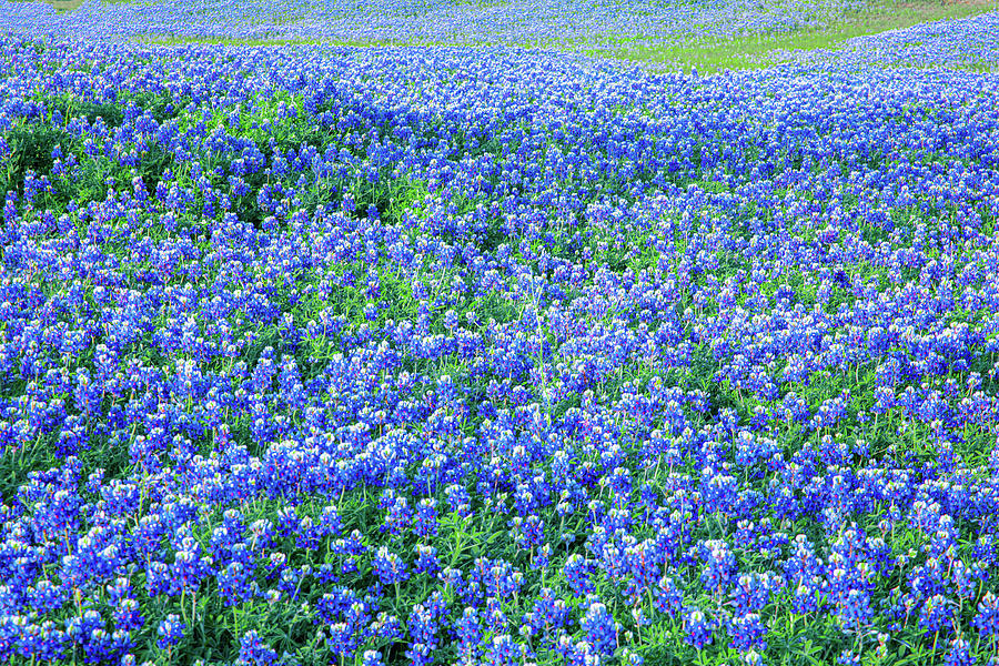 Bluebonnet Fields Forever Photograph by Terry Walsh
