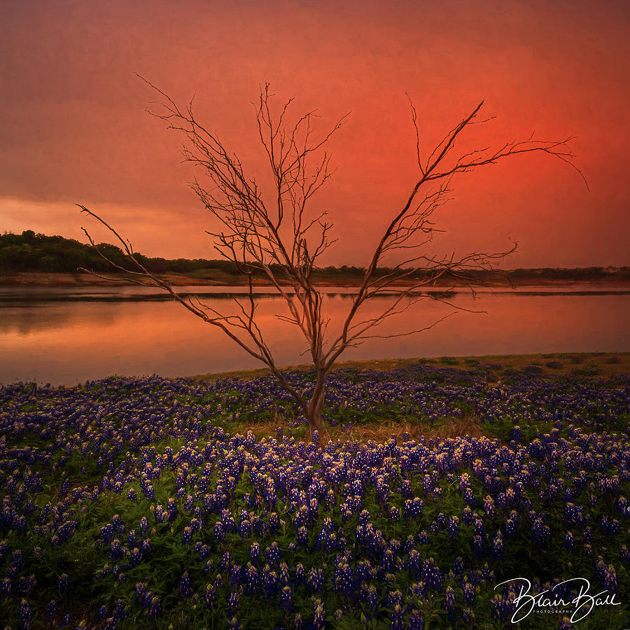 Bluebonnet Fire Photograph by Blair Ball - Fine Art America