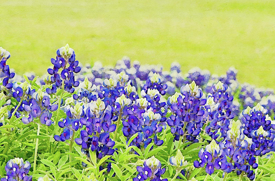 Bluebonnet Flowers in Green Meadow Digital Art by Gaby Ethington