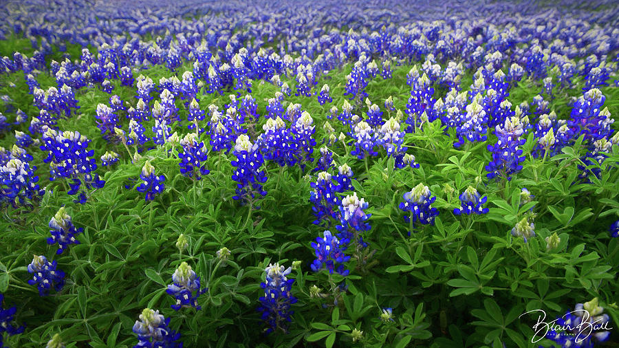 Bluebonnet Heaven Photograph by Blair Ball - Fine Art America