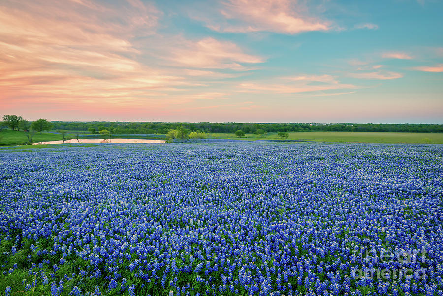Bluebonnet Lake Texas Sunset  - Wildflower Landscape  Photograph by Bee Creek Photography - Tod and Cynthia