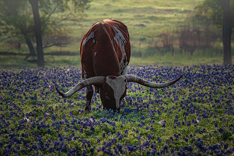 Cow Photograph - Bluebonnet Morning by Linda Unger