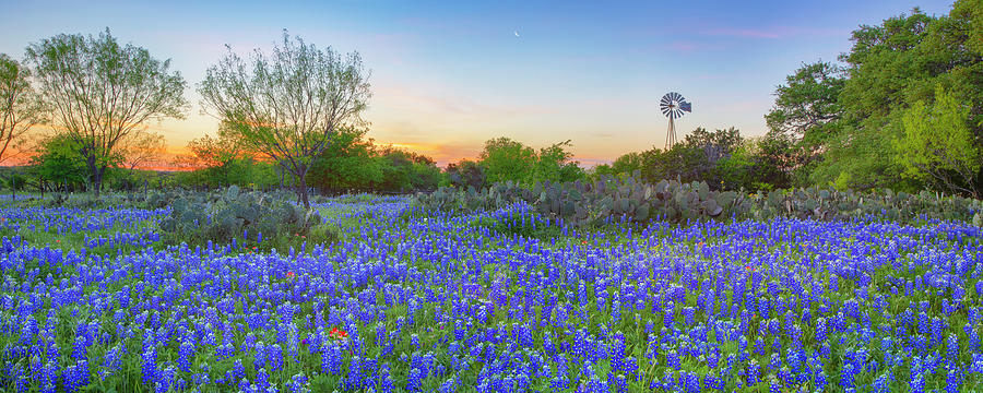 Bluebonnet Panorama from the Texas Hill Country 4081 Photograph by Rob Greebon