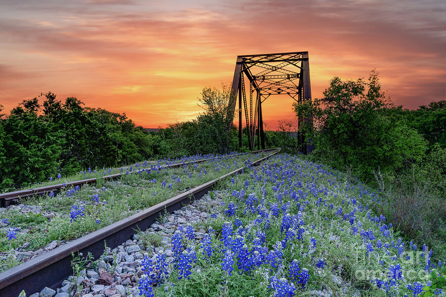 Bluebonnet Railroad Track Sunrise    Photograph by Bee Creek Photography - Tod and Cynthia